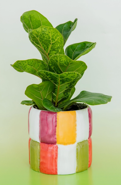 Colorblock Ceramic Planter